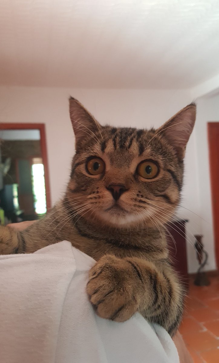 Astrid Arévalo Silva tweet media