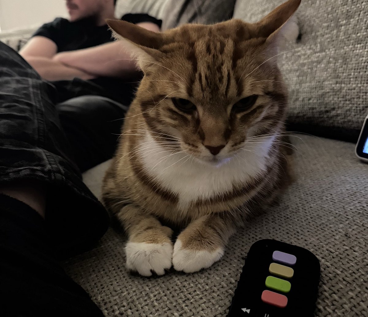 Cedric The Cat tweet media