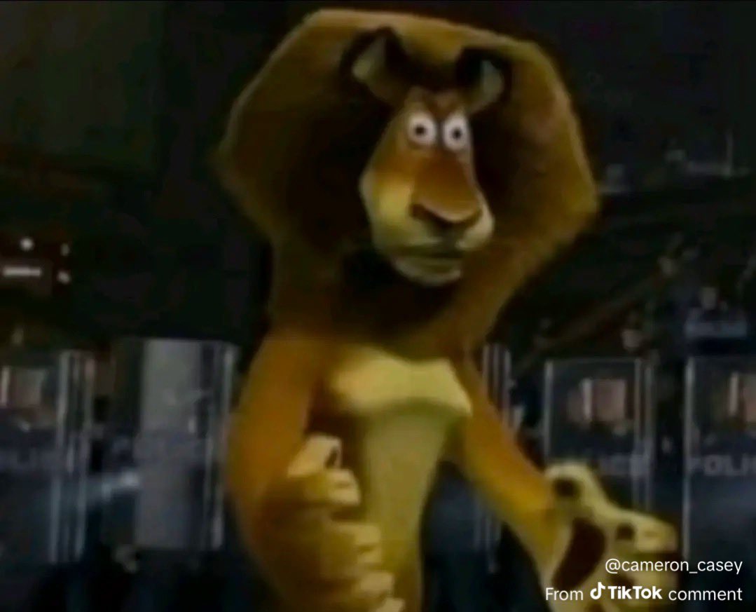 WHO DAT CAT tweet media