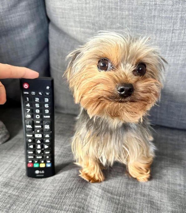 Brawl Squirtle tweet media