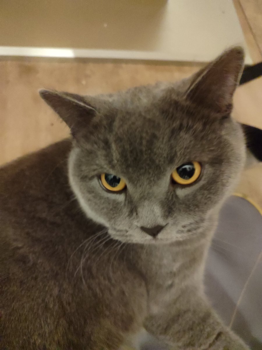 Betül Roxanne tweet media