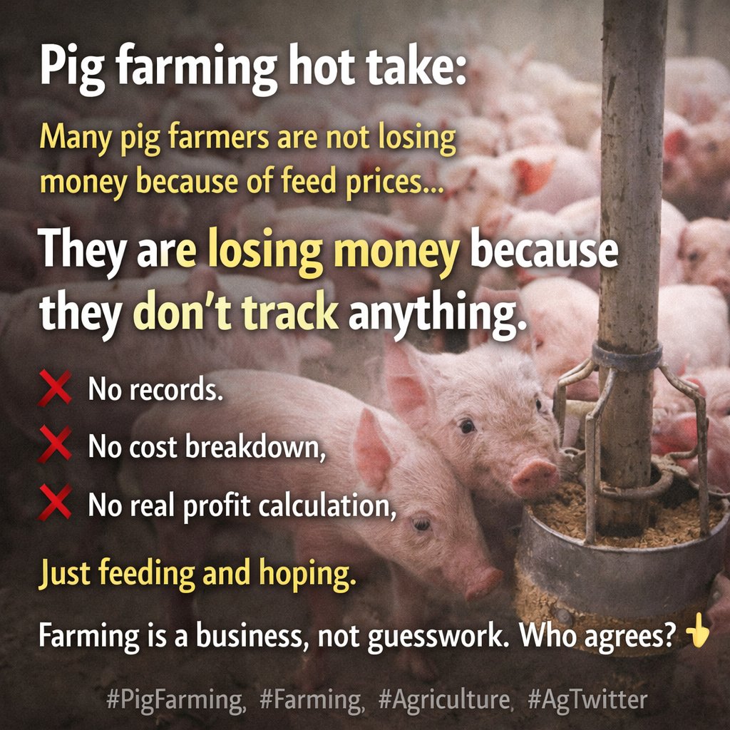 FFA Livestock tweet media