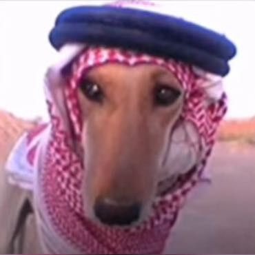 علي الجنوبي 🇮🇶 tweet media