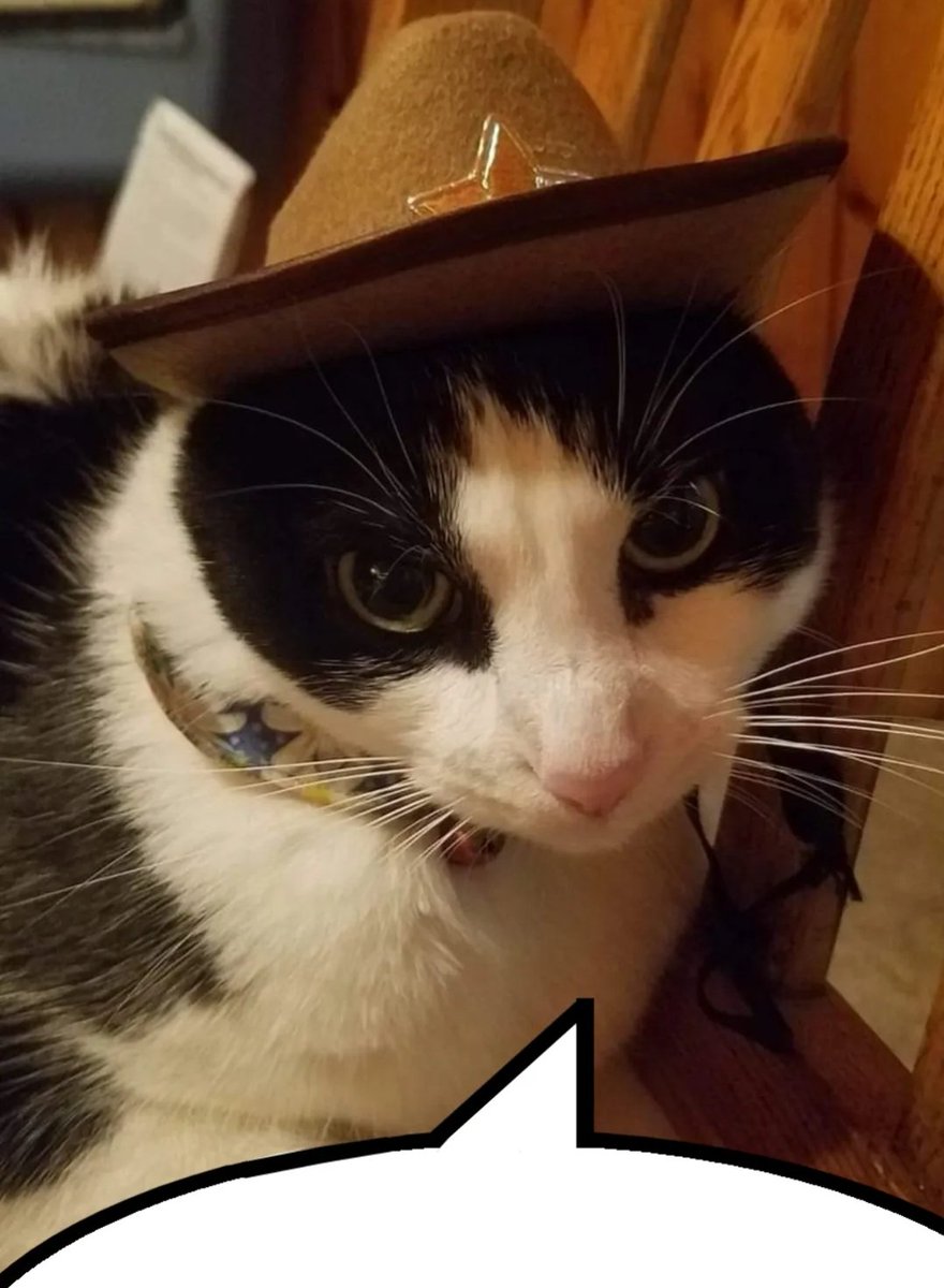 sho hoe 🐀 tweet media