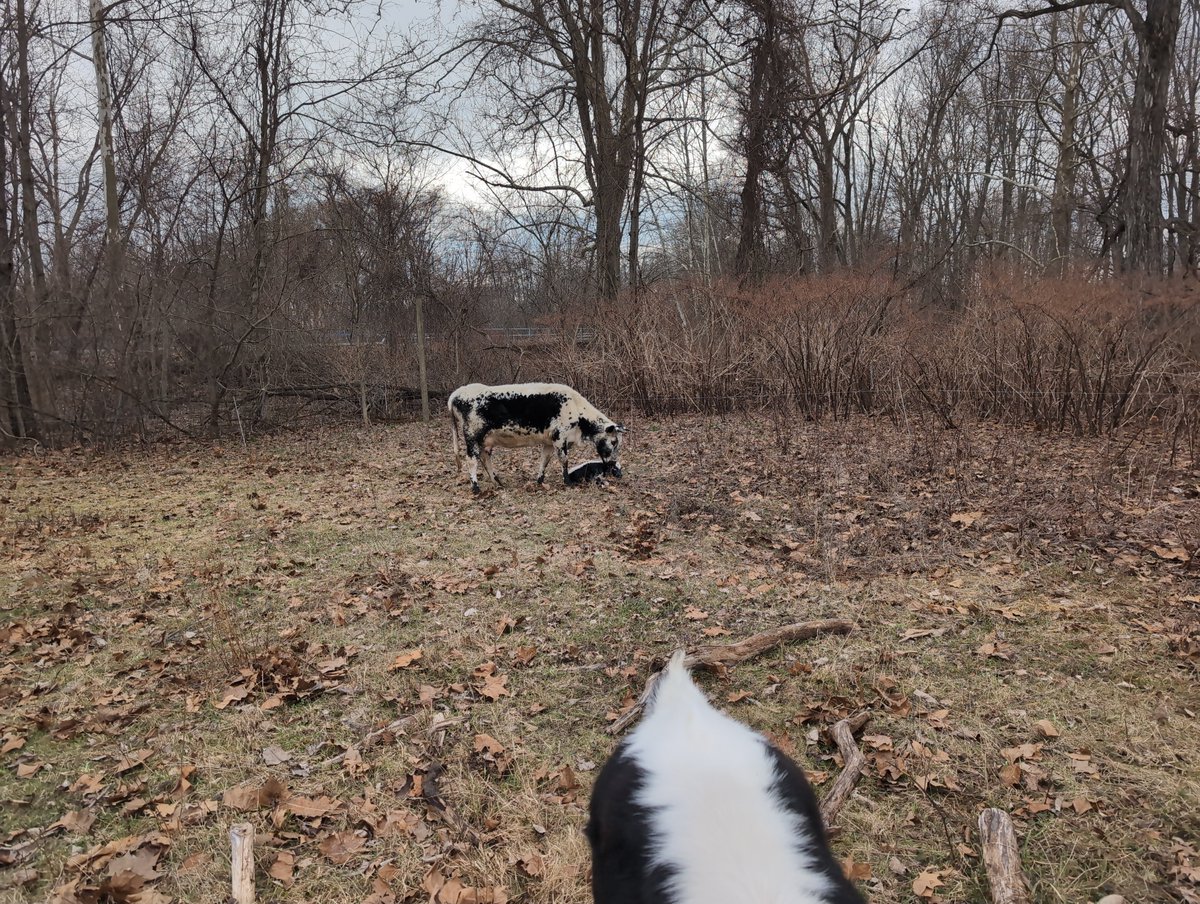 willy denner tweet media