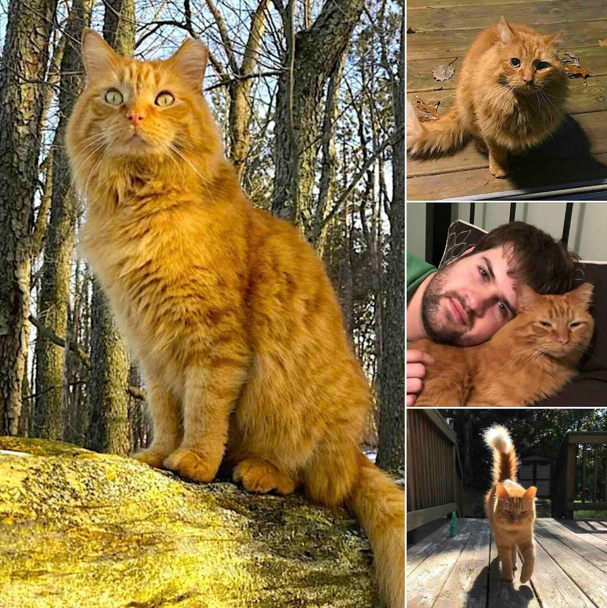 Cats and Kittens tweet media