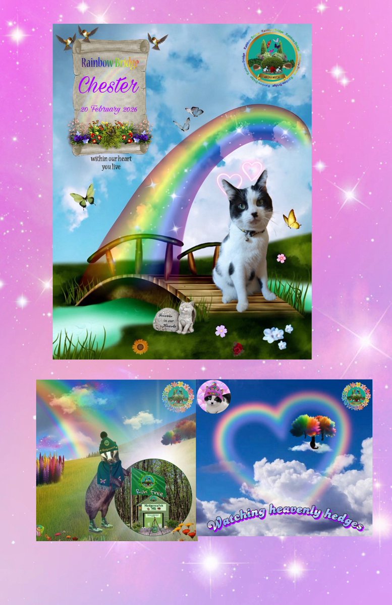 Hedgewatch tweet media