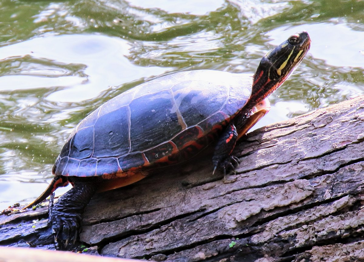 PrayingMantis tweet media