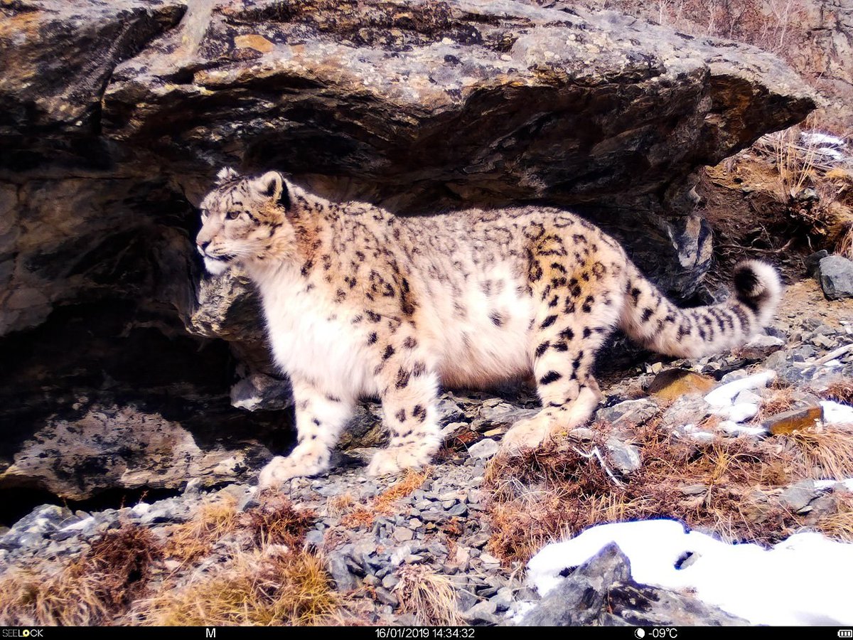 trailcam tweet media