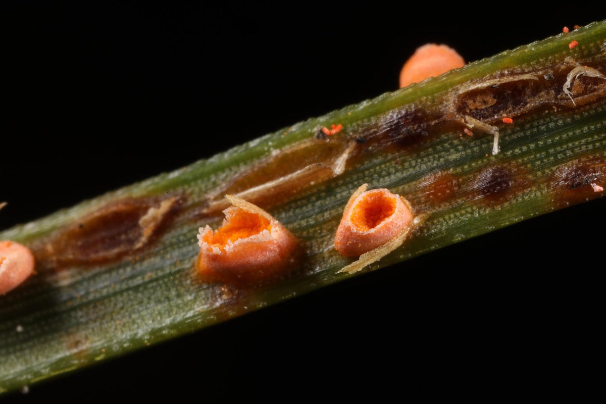 Alan Watson Featherstone tweet media