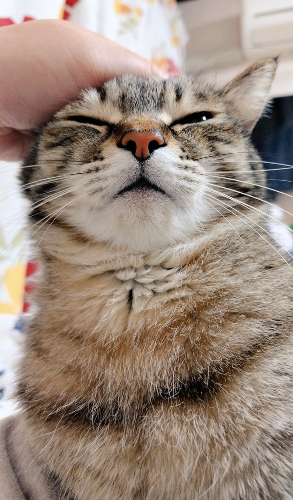 ゴロー🐾 tweet media