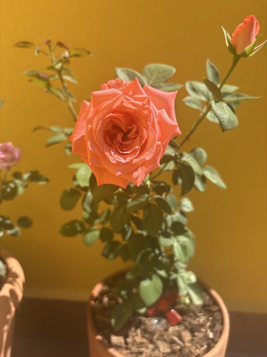 Federico tweet media