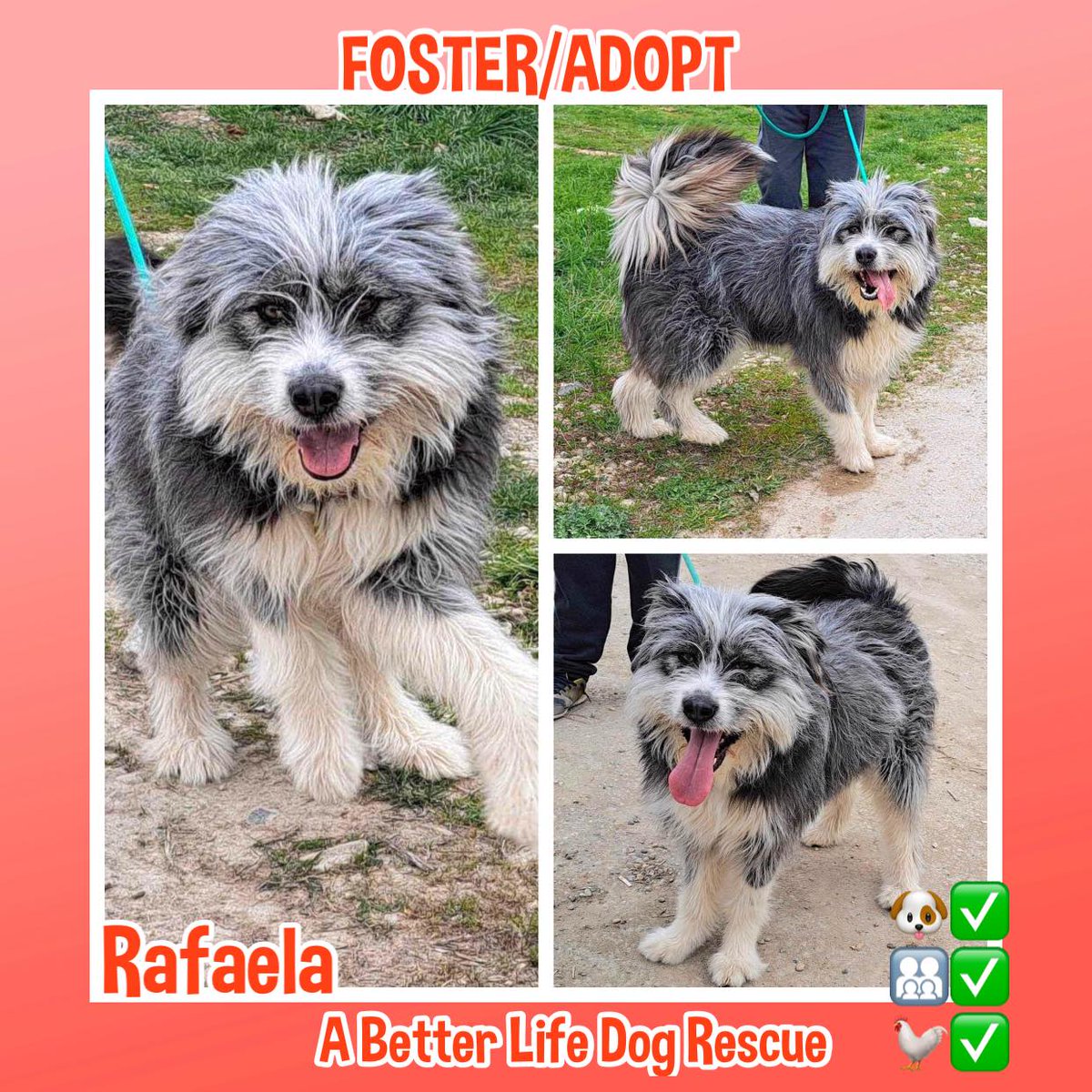 The Animal Team tweet media