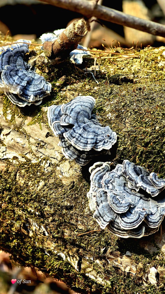 태양중심 (太陽中心 ,Heart of Sun) tweet media