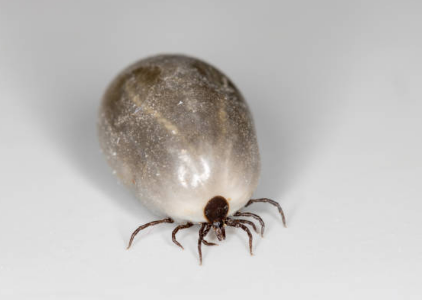 Enderbite tweet media