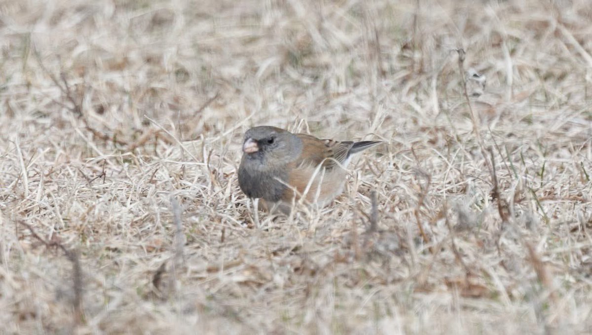 breaking tweet media