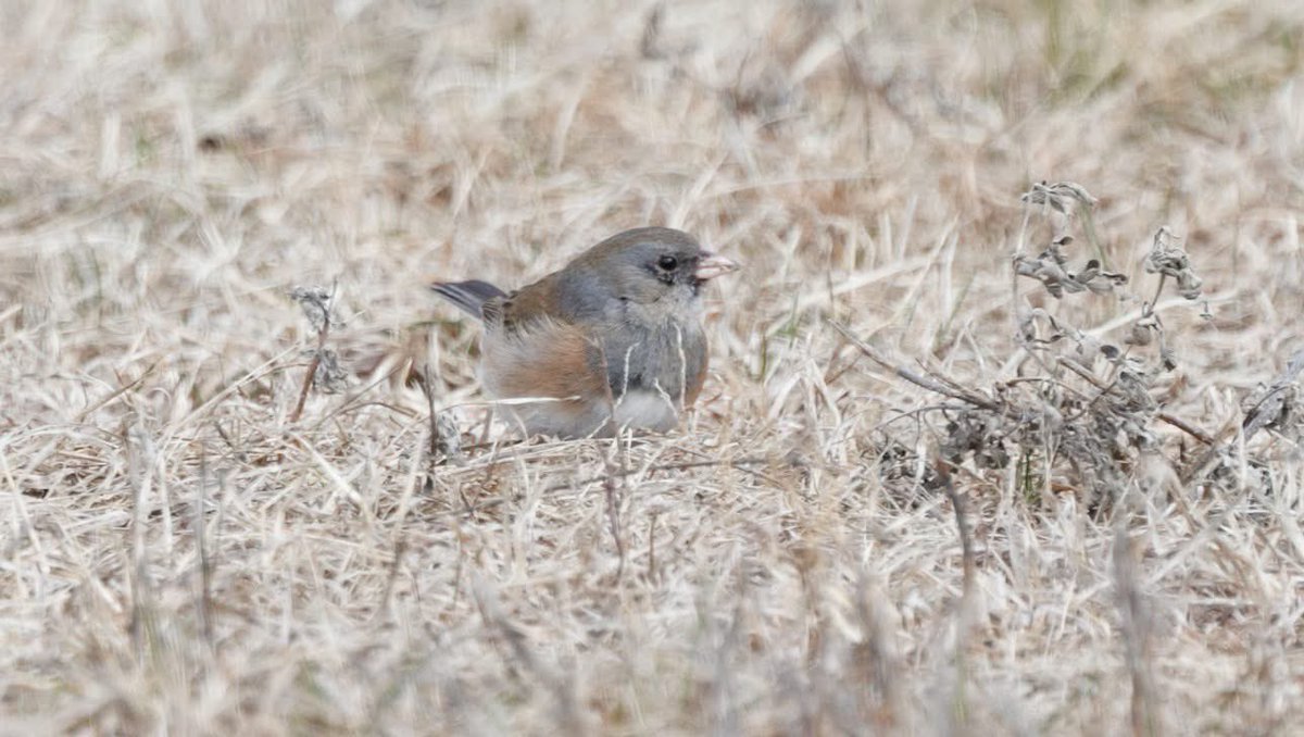 breaking tweet media