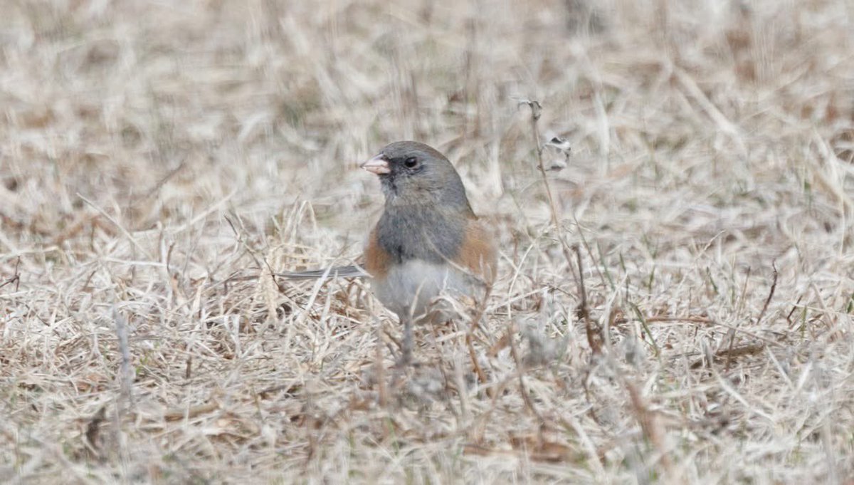 breaking tweet media