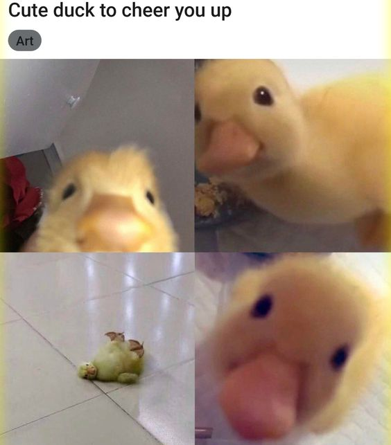 WholesomeMemes tweet media