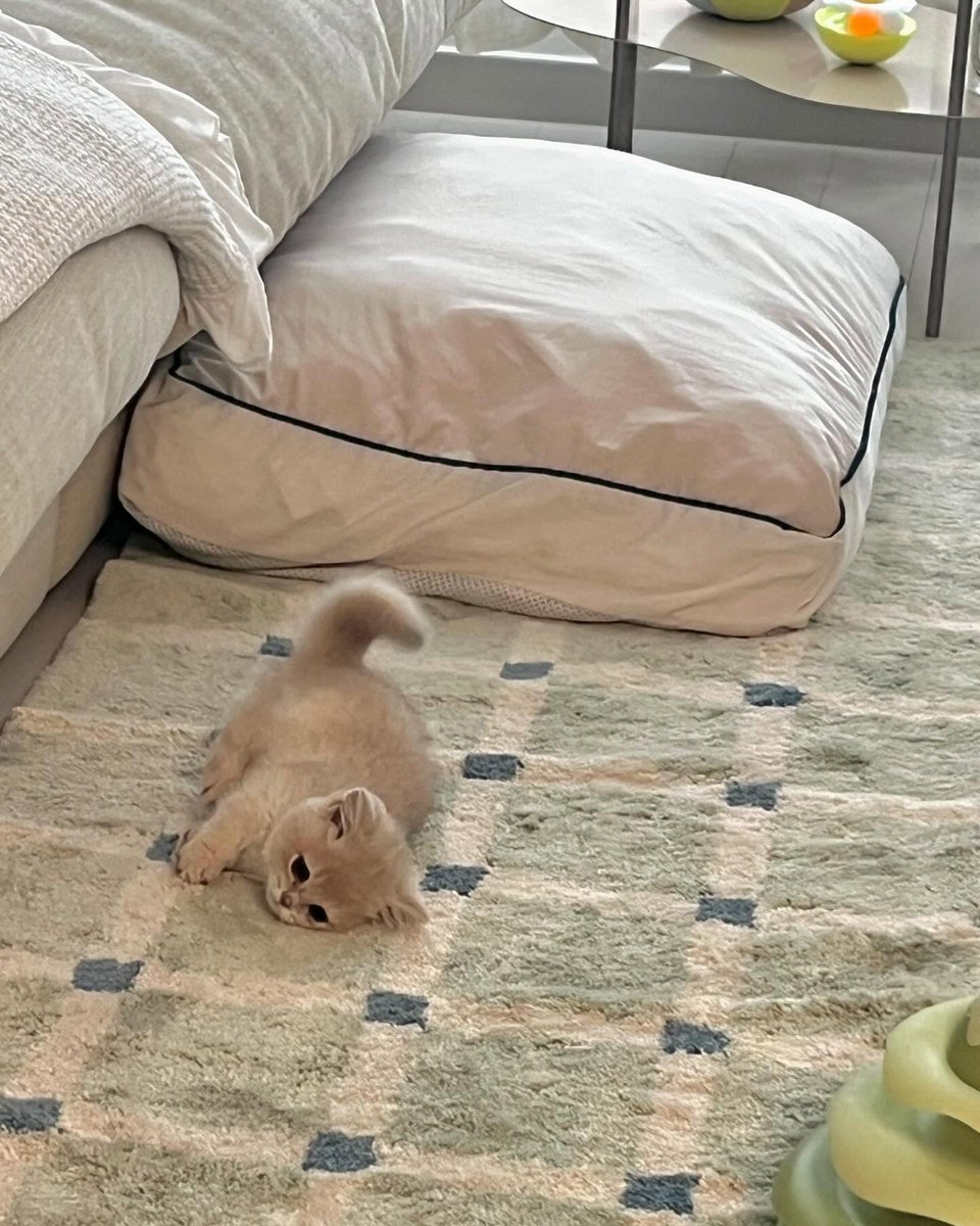 Cat 🐈 tweet media