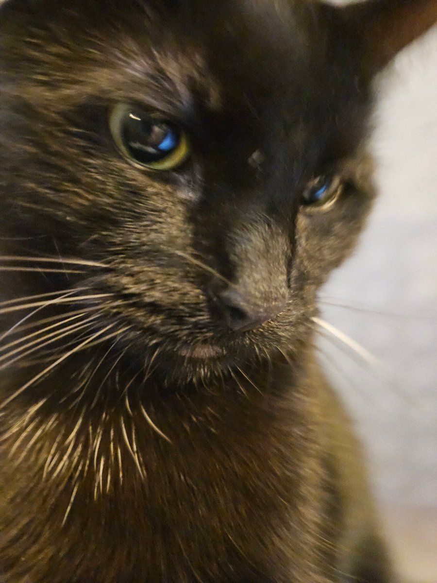 Kuro🇲🇦🇵🇸 tweet media