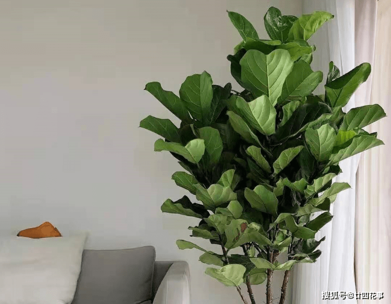 wiki yousaf tweet media