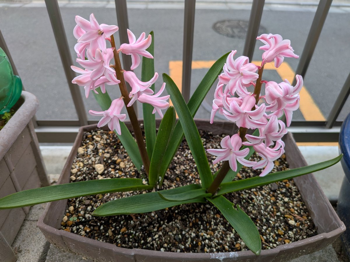 yapimama tweet media