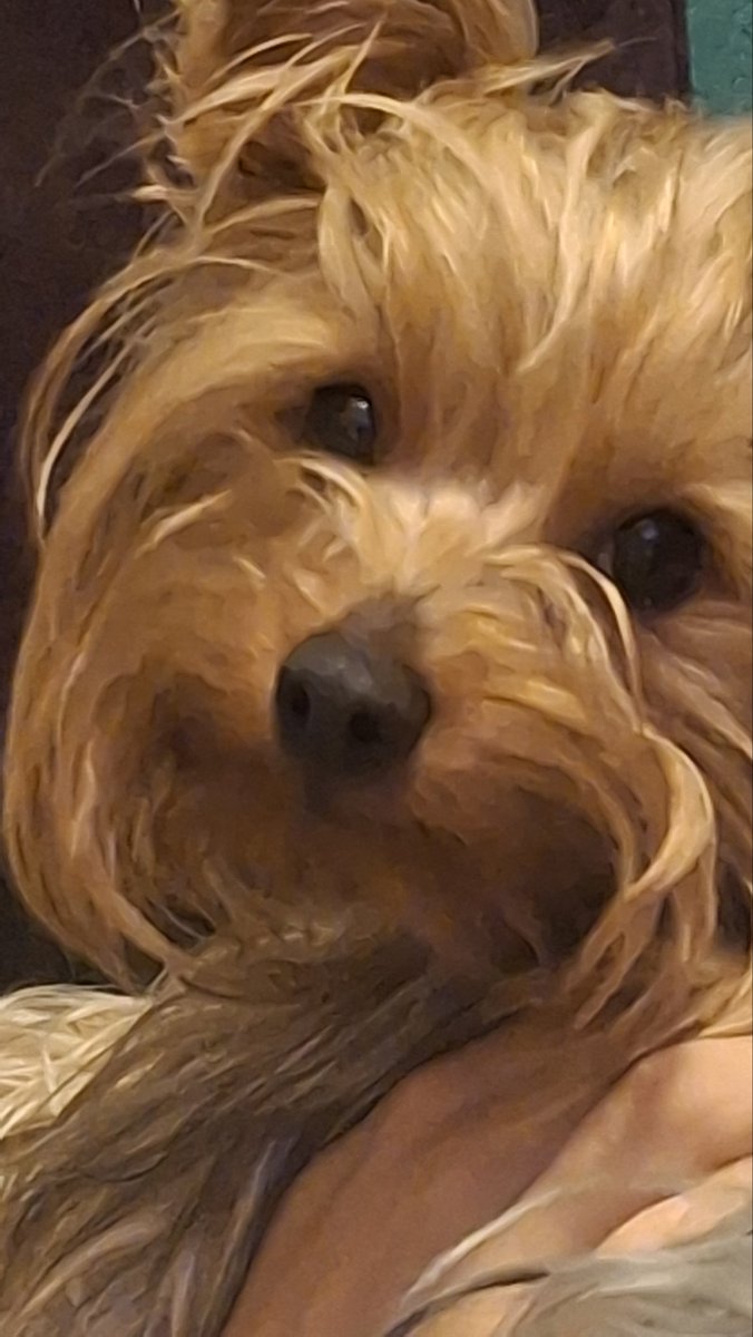 mi azalia y mi berry ♡ ellos son los que me aguantan escuchando r&amp;b todo el día 
#CarnsCats #MascotiCarns #SelcaDay