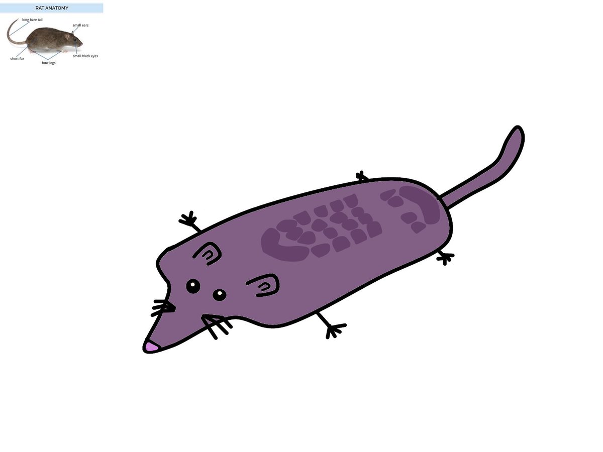 steamyquad1's tweet photo. fat rat got stepped on https://t.co/5KWM6XubF0