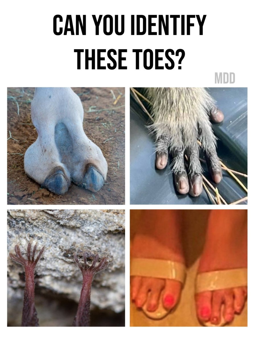 DevilDog tweet media