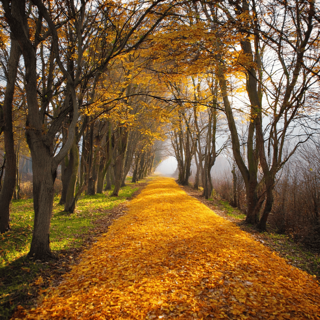 sophie zhang tweet media