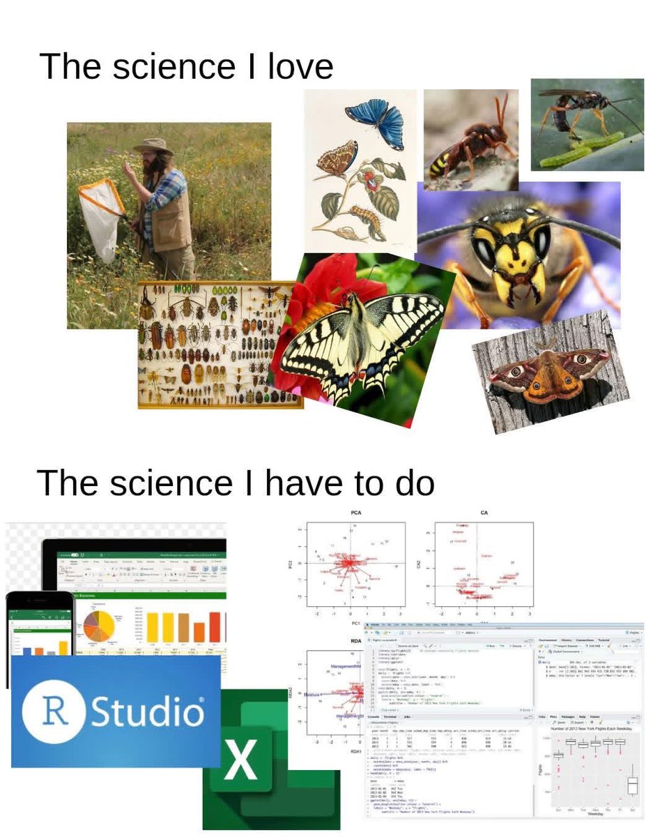 Entomemeology tweet media