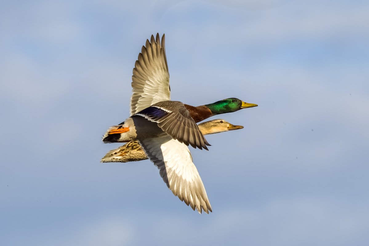 Mandeep Sihota tweet media