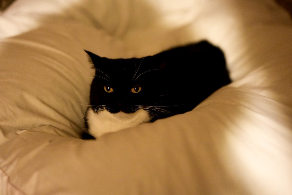 I'm Uni :3 tweet media