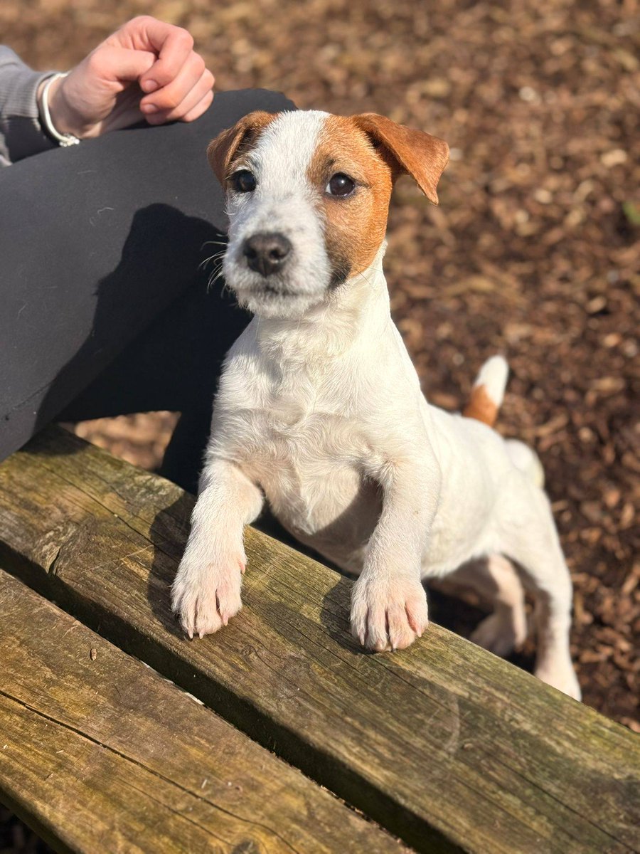 Galway SPCA tweet media