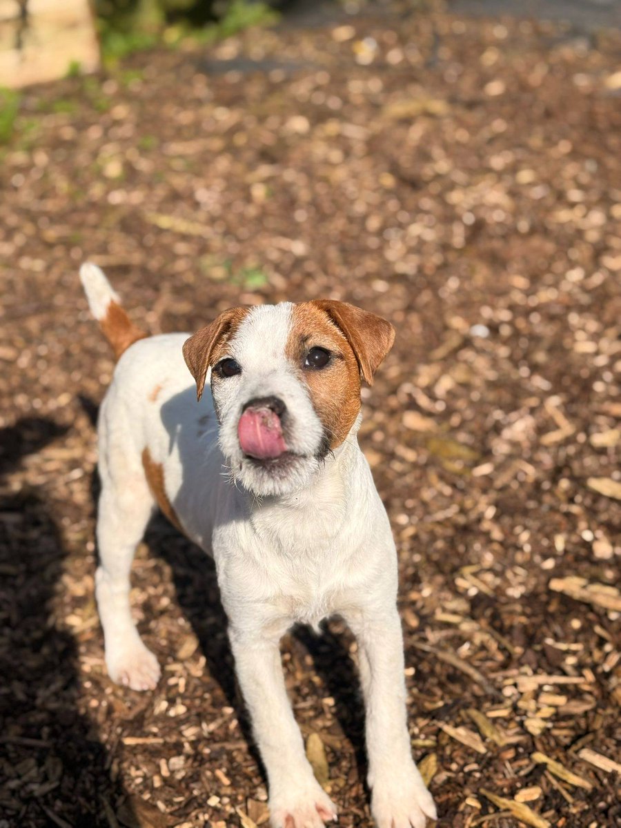 Galway SPCA tweet media