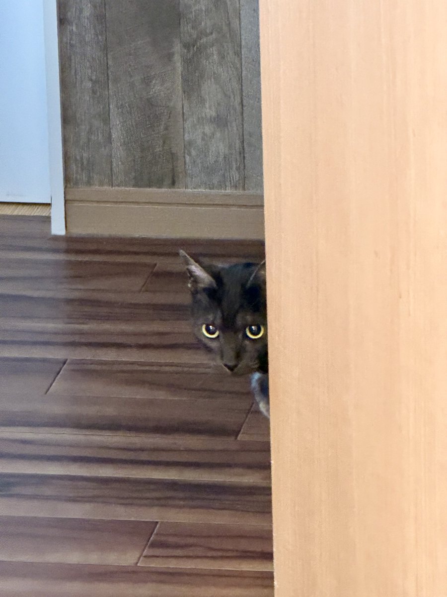 Hokkaido Dreamin'🇦🇺🇯🇵 tweet media