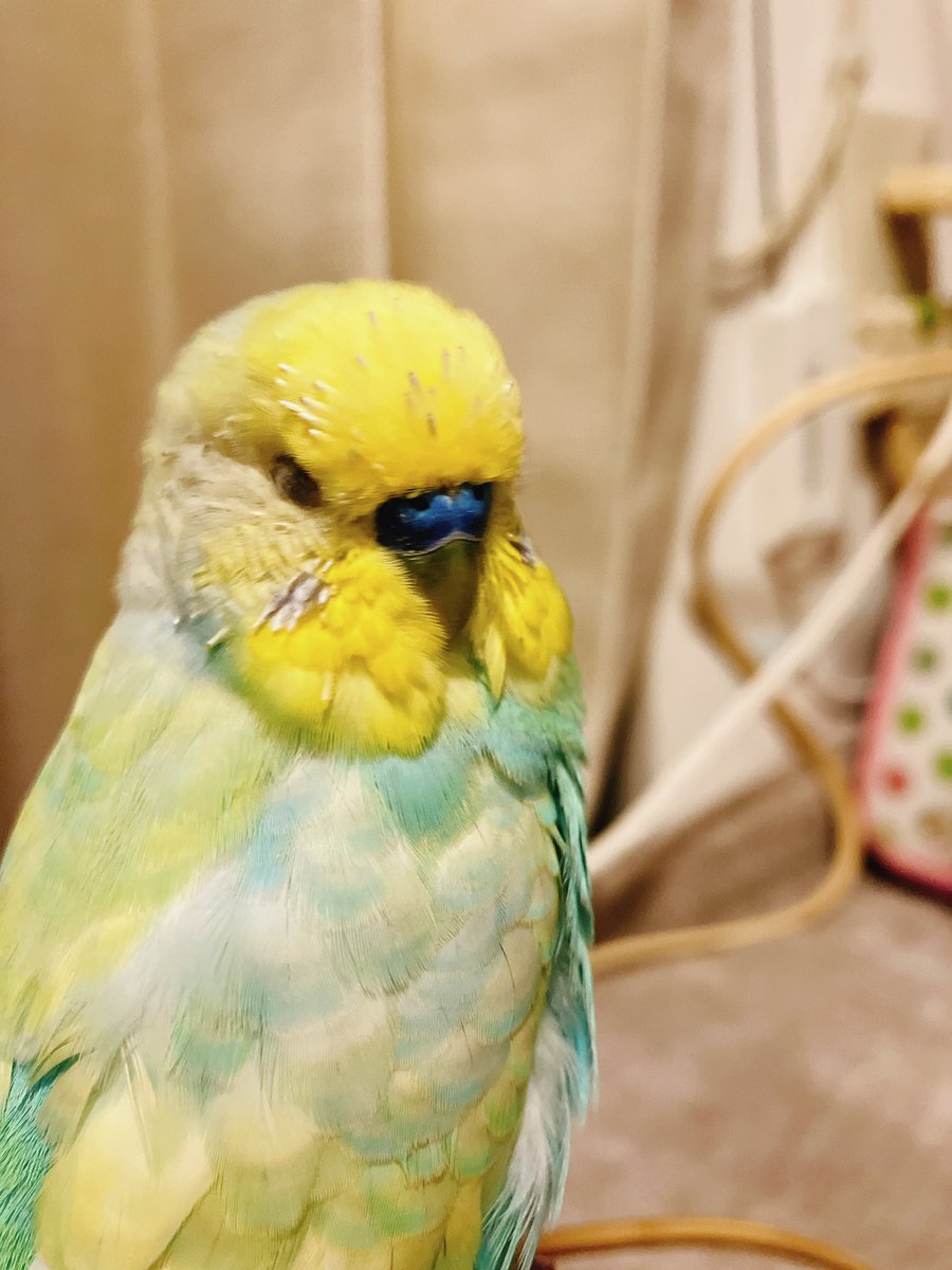 ＊ひよこ＊黒猫＊ tweet media