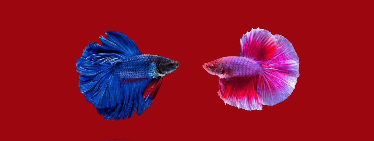 berlin៹ | Ψ : ARIRANG AOTY 💋 tweet media