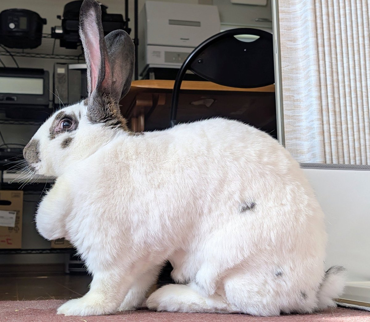 𝙥𝙞𝙡𝙡𝙖𝙧🌙🐇 𐐑𐐮𐑊𐑉 tweet media