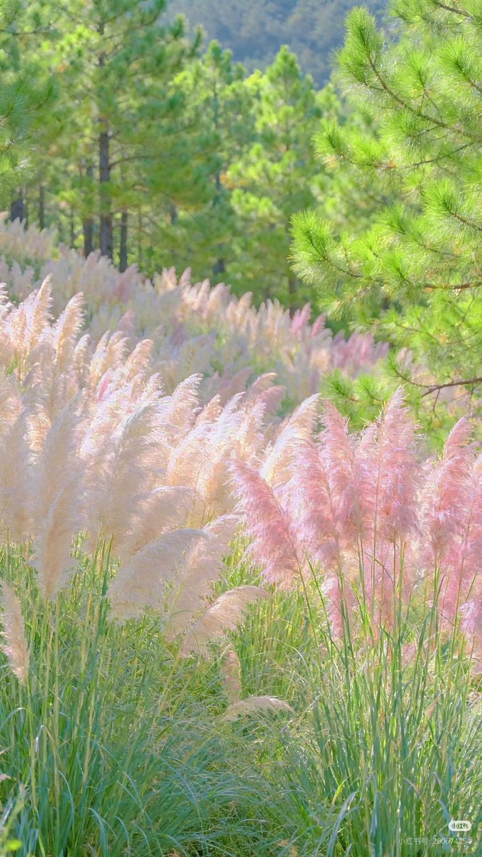 landspace tweet media