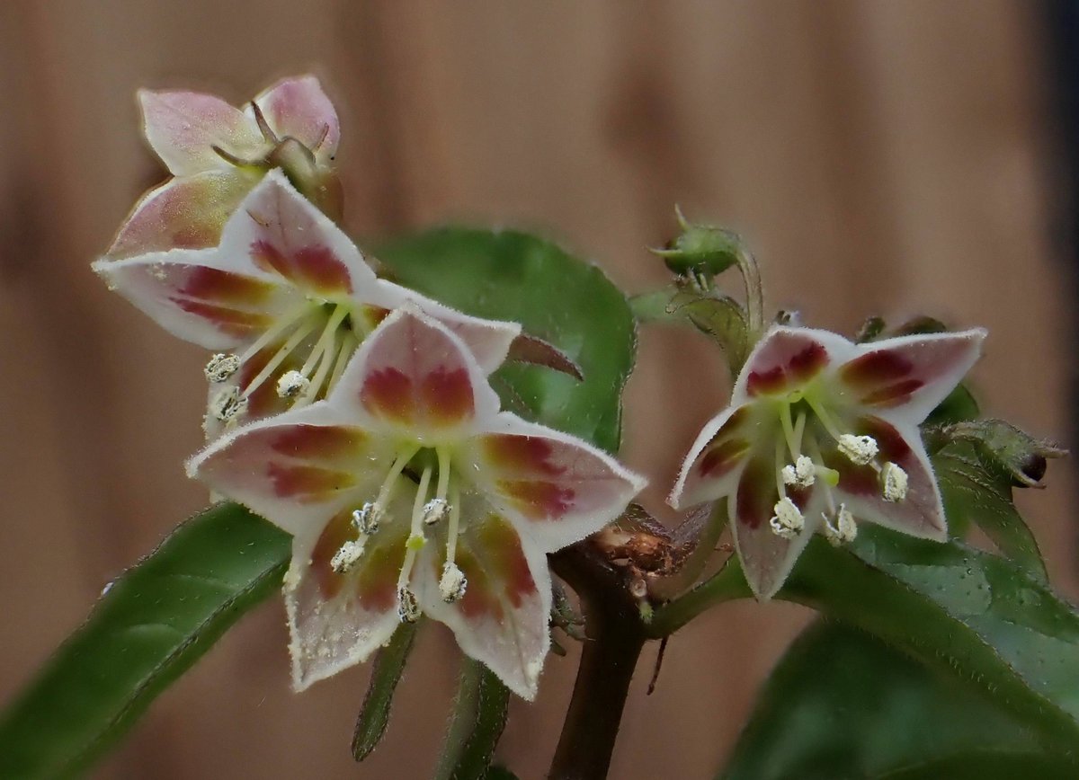 Chris Fowler tweet media