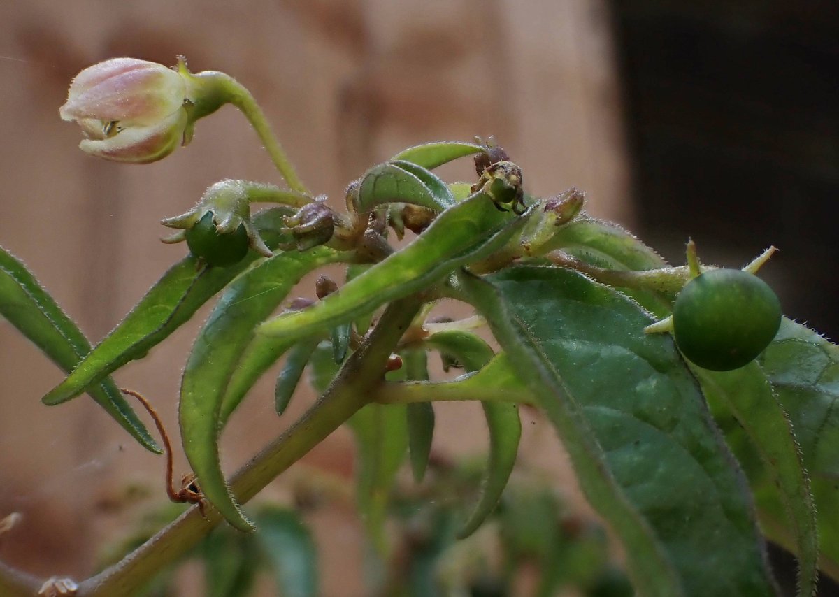 Chris Fowler tweet media