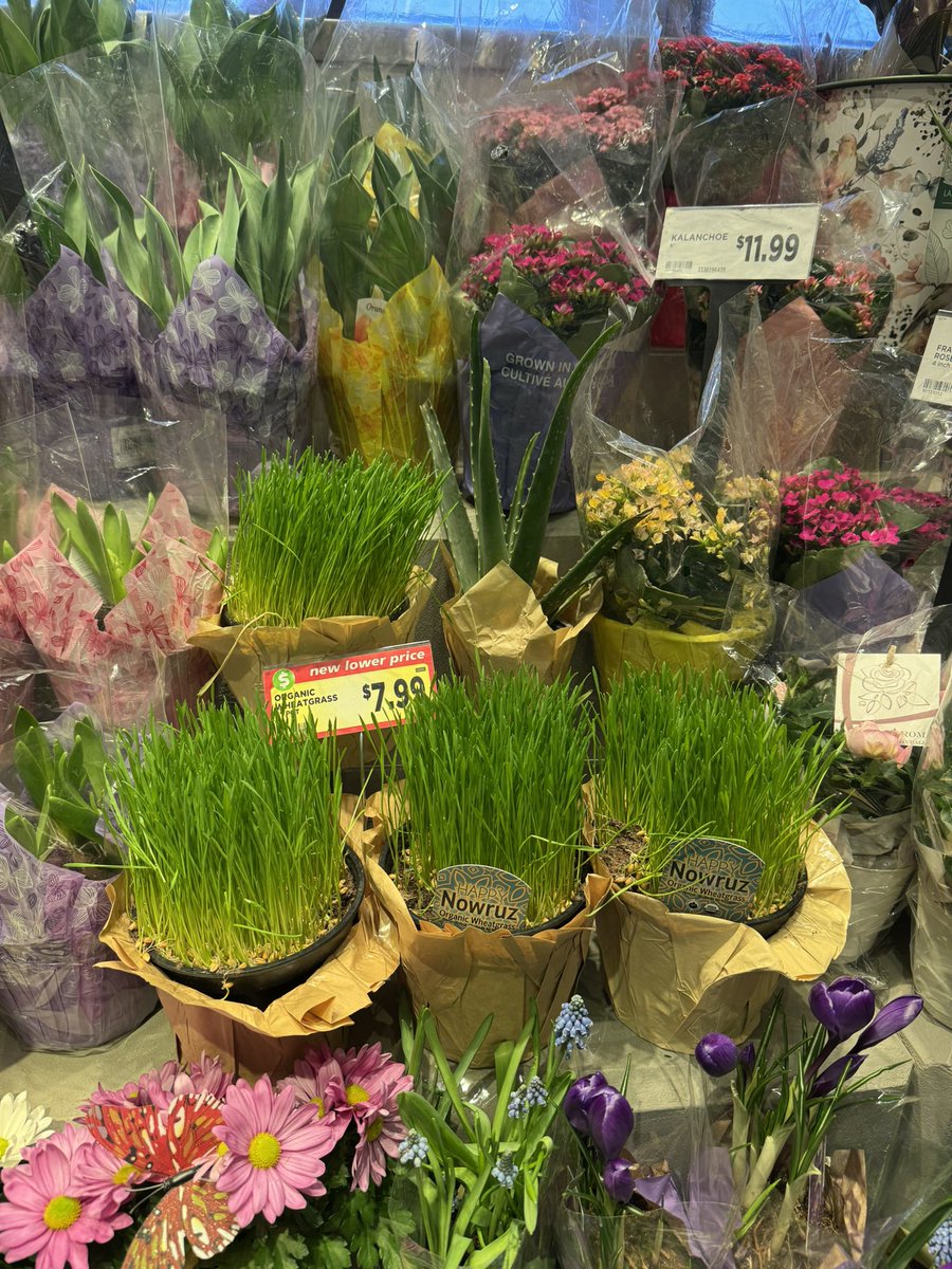 Kimia 🇮🇷🇨🇦 tweet media