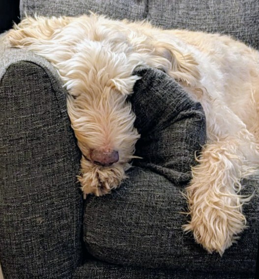 thewisdomtooth tweet media