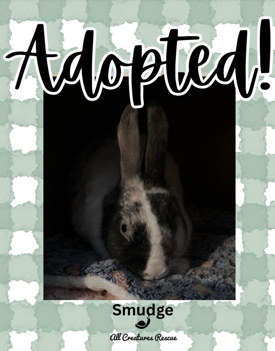 All Creatures Rescue tweet media