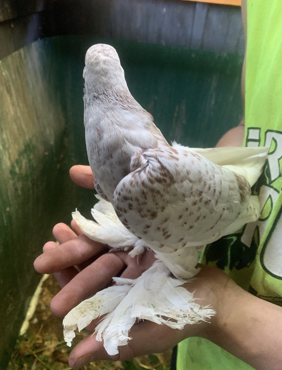 ˖ ✦‧˚𓍊𓋼𝐌𝐢𝐬𝐬𝐲𓋼𓍊˚‧✦ ˖ tweet media