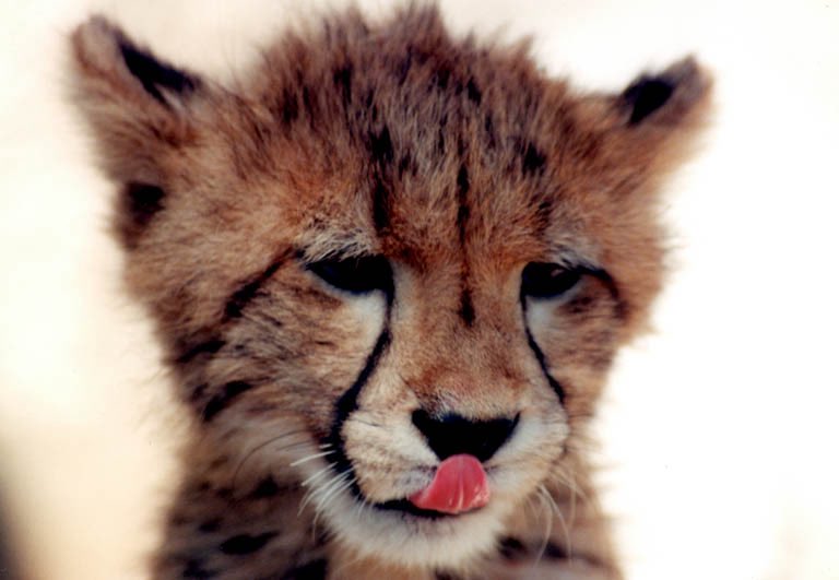 Marie Veverka tweet media