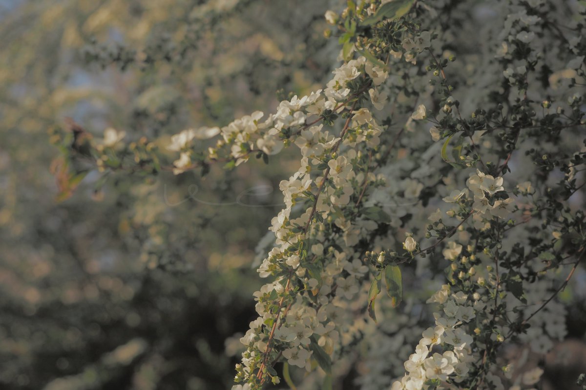 veri /べり tweet media