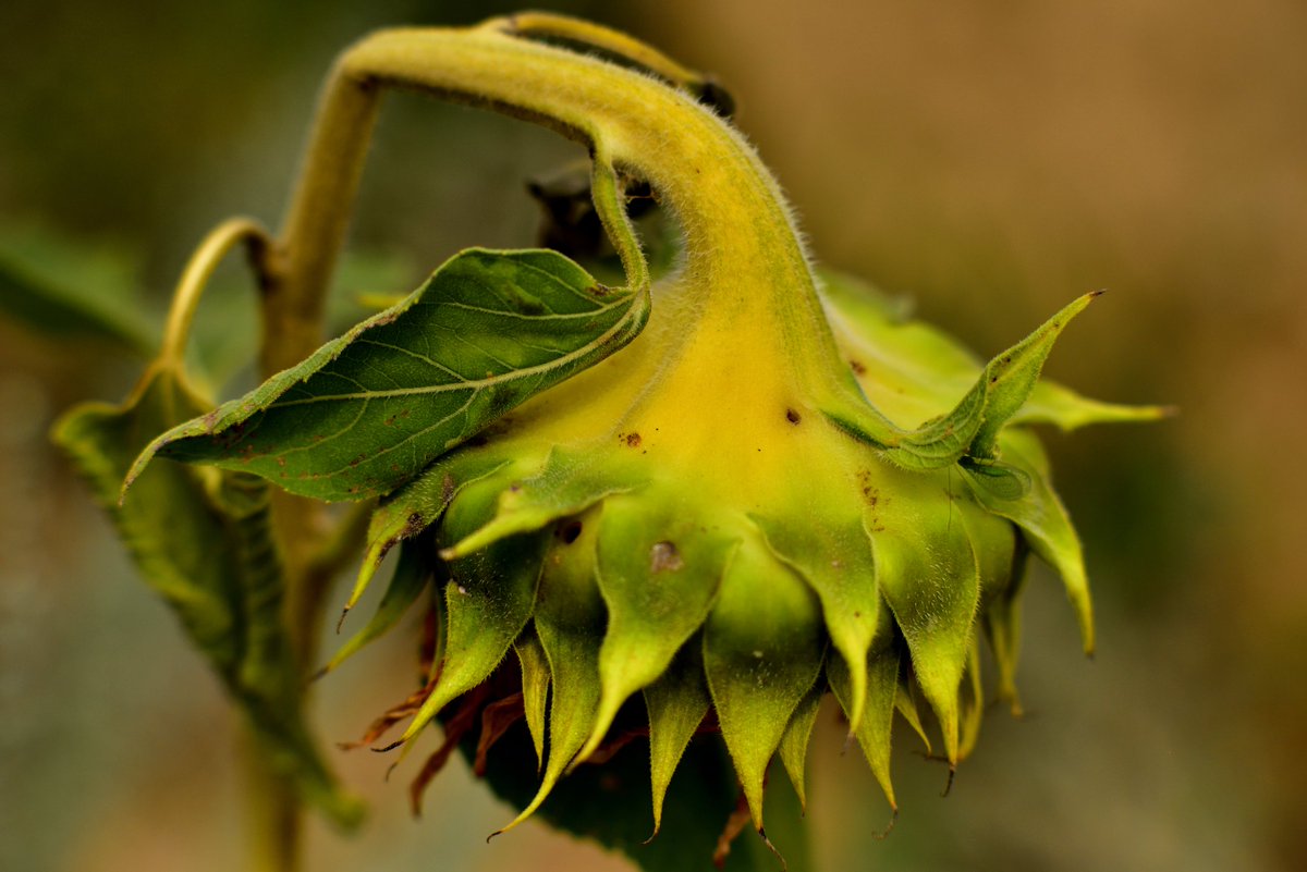 John Moreno tweet media